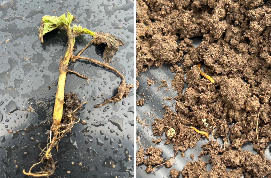 Wireworm damage observed on watermelon seedling and larvae (wireworms) found in the soil.
